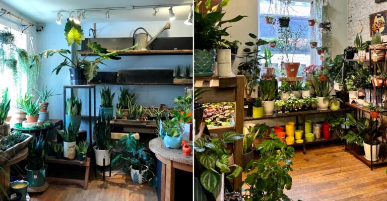 This Charming Pennsylvania Plant Shop Is Packed With Hanging Ferns, Tiny Terrariums, And Beautiful Pots