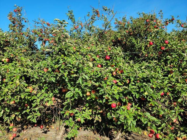 10 Washington Apple Orchards Where Families Pick Their Own Fruit Before The Season Ends