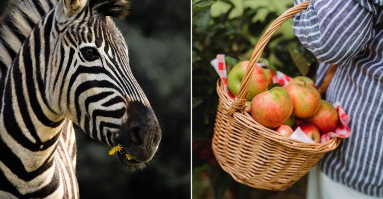 Lewis Adventure Farm & Zoo