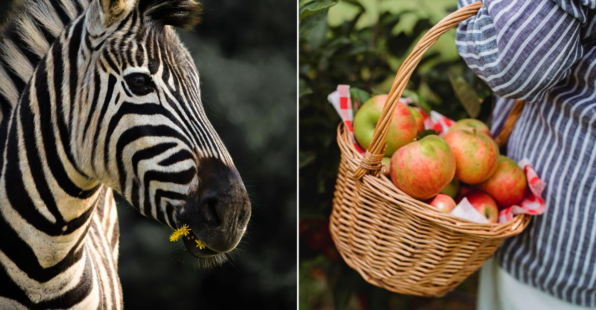 Lewis Adventure Farm & Zoo