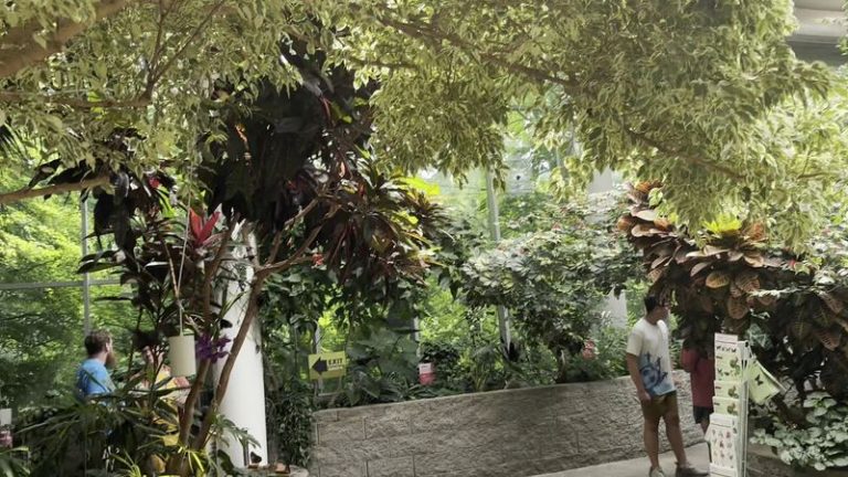 Butterflies Land Right On Your Shoulders Inside Washington’s Tropical Butterfly House