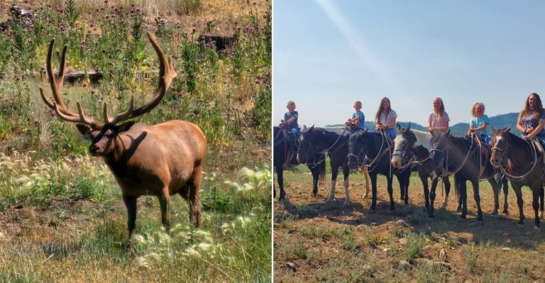 Follow The Keepers On A Daily Feeding Tour At This Colorado Wildlife Park In Pagosa Springs