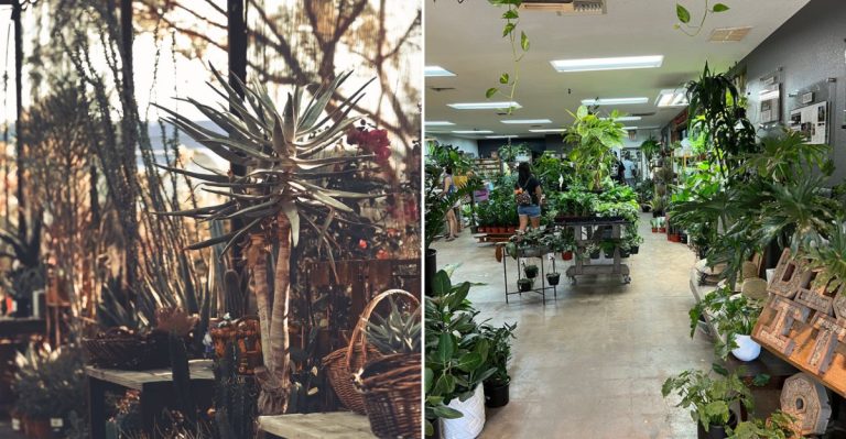 This 30,000-Square-Foot Phoenix, Arizona Garden Market Feels Like An Urban Oasis