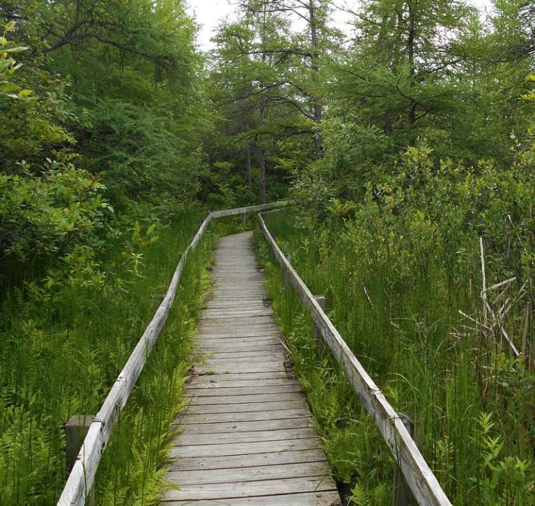 This Illinois Nature Preserve Hides A Boardwalk Through One Of The State’s Last Ancient Bogs