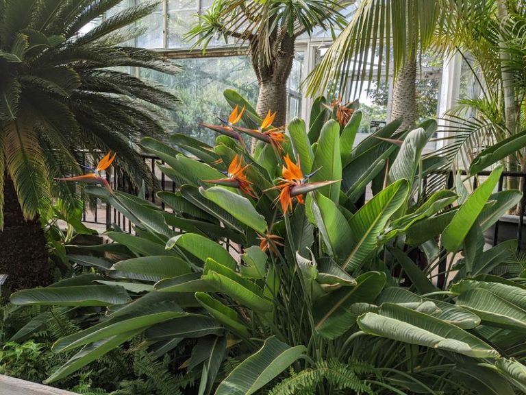 This Free Little Illinois Garden Keeps A Tropical Glass Room Warm And Green All Fall