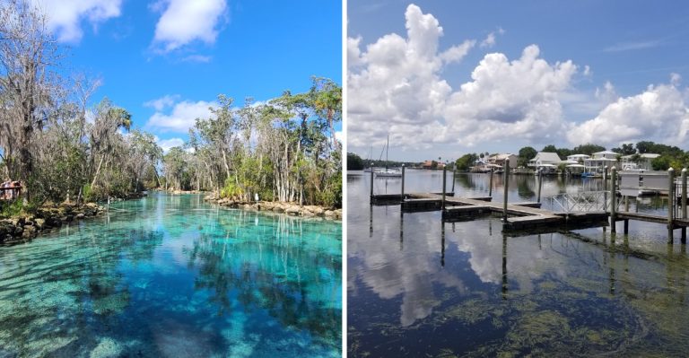 This Small Town In Florida Is Famous For Incredible Wild Manatee Sightings