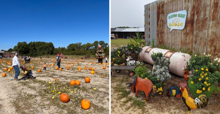 This South Carolina Pumpkin Patch Offers Completely Free Admission This October
