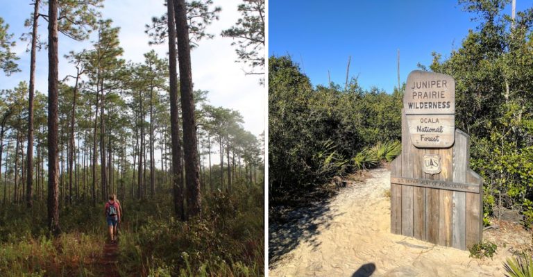 6 Florida Hiking Trails Locals Skip In Early Fall Because Of Active Black Bears