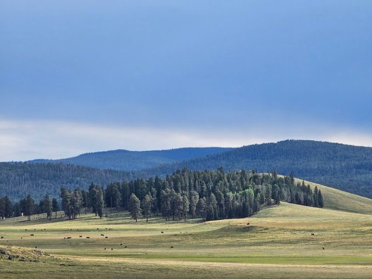 Every October, Arizona’s White Mountains Fill With The Eerie Bugle Of Wild Elk At Dawn
