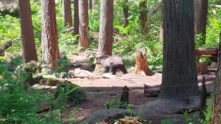 Rescued Bears And Wolves Roam Just Feet From The Boardwalk At This Washington Wildlife Park