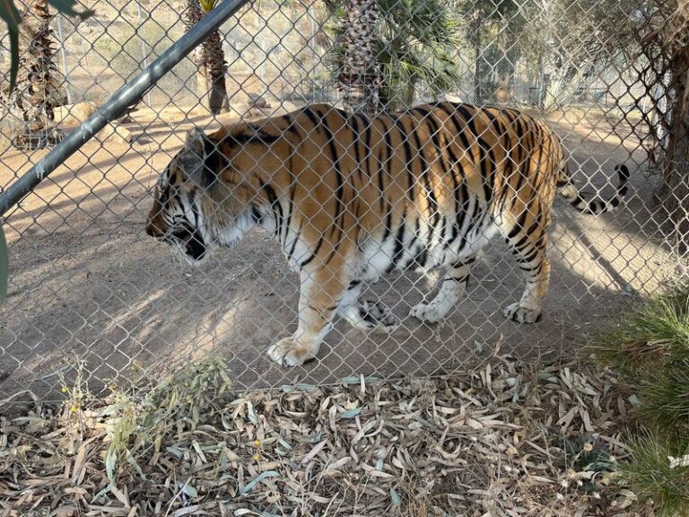 The Arizona Big Cat Sanctuary That Belongs At The Top Of Every Family’s Bucket List