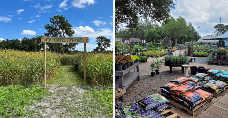 These 6 Florida Pumpkin Patches Near Tampa Are Must-Visits This Fall