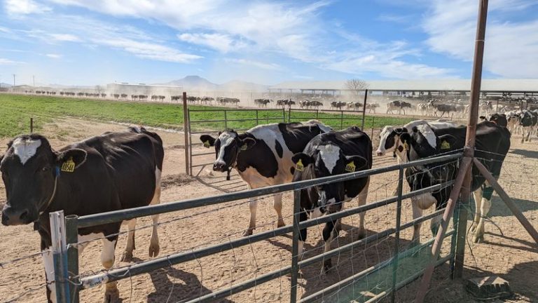 This Rural Arizona Dairy Farm With Adorable Baby Calves Turns One Ice Cream Cone Into A Whole Afternoon