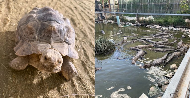 Hold A Small Alligator At This Unexpected Colorado Reptile Park In The San Luis Valley