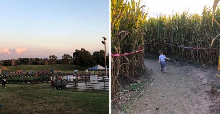 Can You Navigate This Massive 9-Acre Corn Maze In Arkansas?