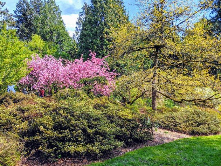 This Washington Arboretum Hides 230 Acres Of Rare-Plant Trails And It’s Completely Free