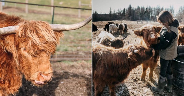 6 Places Around Maine Where You Can Meet Scottish Highland Cows