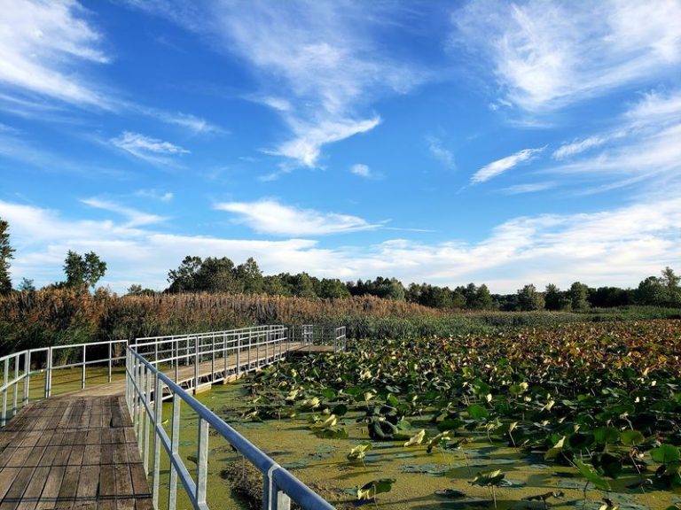 This Illinois Nature Center Lets You Wander Boardwalks Through Wetlands Teeming With Herons And Turtles