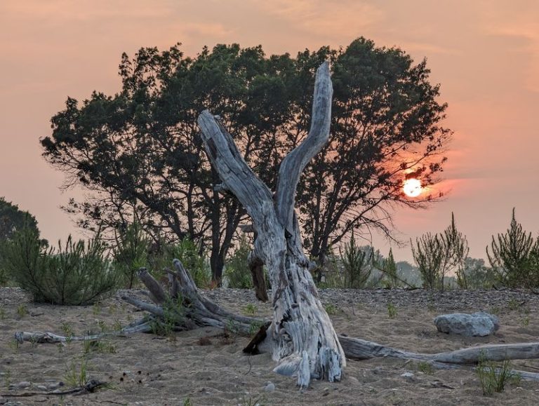 This Illinois Nature Preserve Hides A Sand Dune That Feels Like It Belongs On A Coast