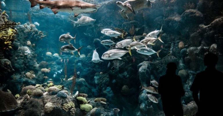 This Florida Aquarium Transforms Into An Adults-Only Underwater Escape After Dark