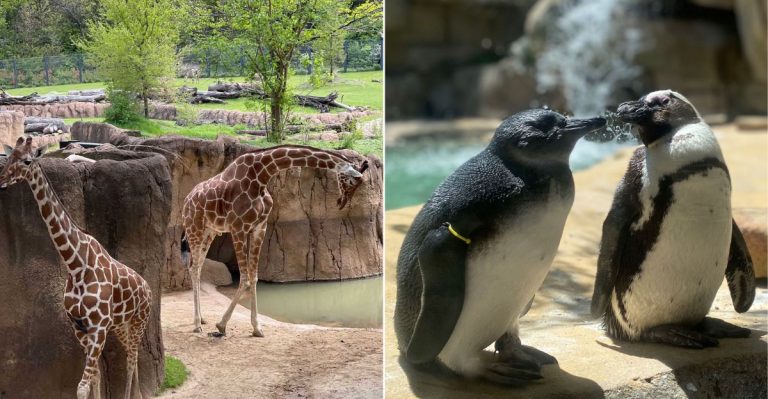 This Incredible Texas Zoo Is Big Enough To Turn A Visit Into A Full-Day Adventure