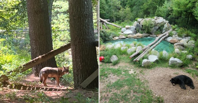 One Of New England’s Largest Wildlife Parks Is Right Here In Maine And It’s Absolutely Stunning