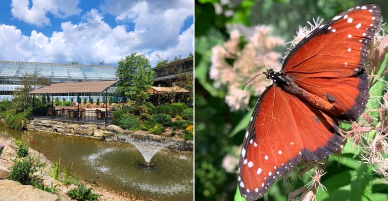 This Ohio Butterfly Garden Is Worth Visiting Before Summer Slips Away