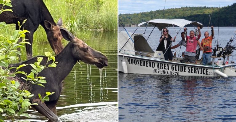 This Maine Moose Safari Takes You Deep Into The Woods For The State’s Most Iconic Animal