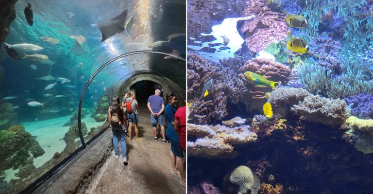Touch And Feed Stingrays At This Unexpected Colorado Aquarium Encounter In Denver
