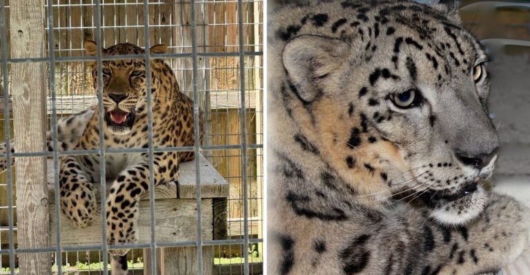 From Baby Gators To Snow-White Tigers, This Florida Sanctuary Offers An Unforgettable Animal Encounter