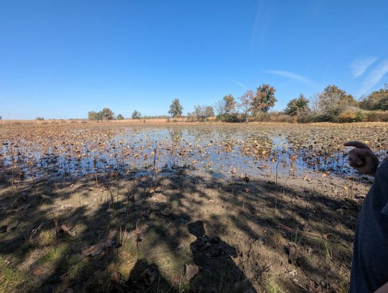 You Can Watch Thousands Of Snow Geese Blanket The Fields At This Illinois Refuge Each Fall