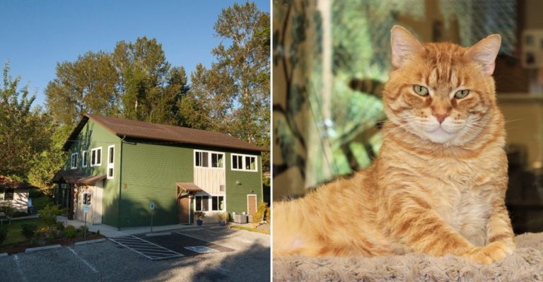 This Cage-Free Washington Sanctuary Gives Rescued Cats The Love, Safety, And Second Chance They Deserve