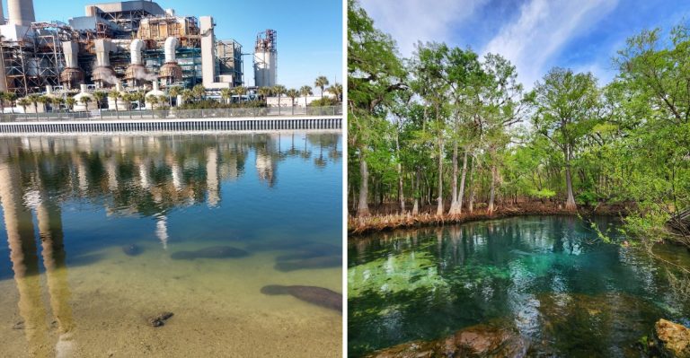 Watch Wild Manatees Up Close At These 8 Florida Spots, No Boat Needed