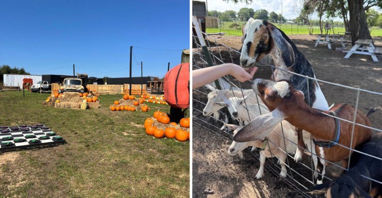 This Florida Farm Lets You Meet Capybaras And Paint Your Own Pumpkin