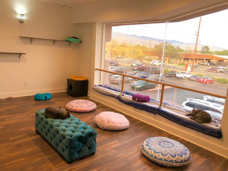 Sip Your Coffee While Cuddly Cats Roam Free At This Beloved Tucson, Arizona Cat Cafe