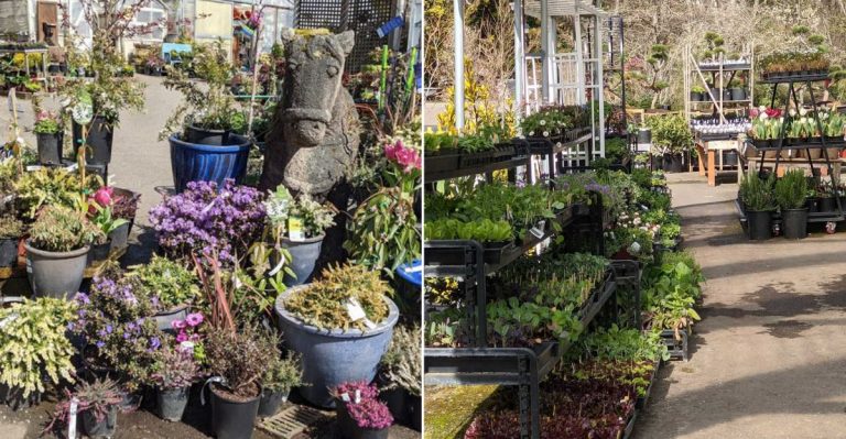 This Six-Acre Washington Nursery Preserves Japanese Pines Planted Generations Ago