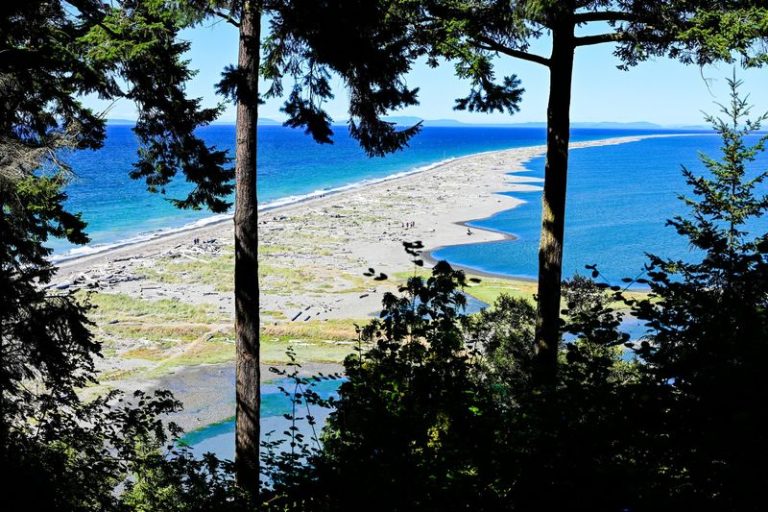 You Don’t Need A Boat To See Hundreds Of Seals Hauled Out On This Washington Beach