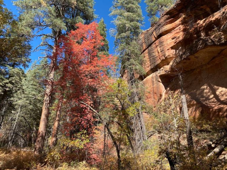 This Arizona Canyon Trail Glows Gold Every Autumn With Leaves Reflecting Off The Creek