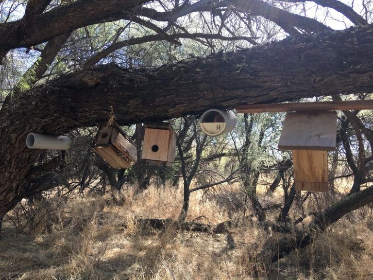 This Quiet Arizona Trail Winds Through A Bird Sanctuary Most Drivers Never Notice