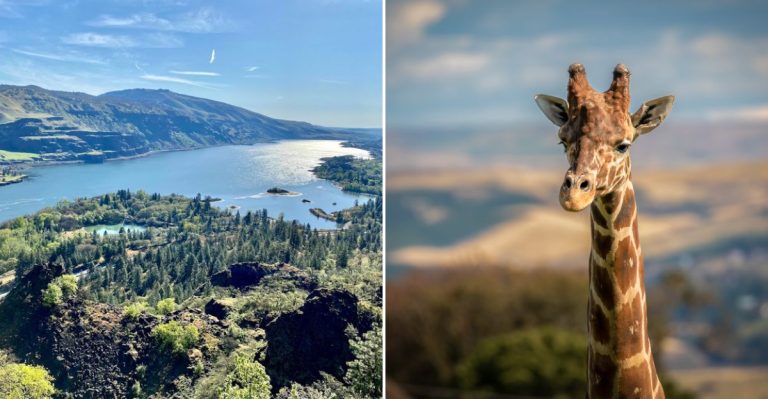 This Free Washington Ranch Drive Ends At A Giraffe Barn
