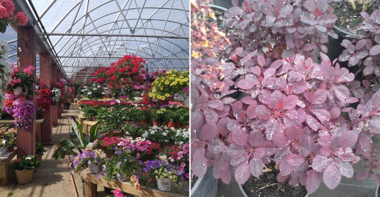 This Maine Plant Rescue Is A Goldmine For Cheap Plants, Pots And Garden Finds