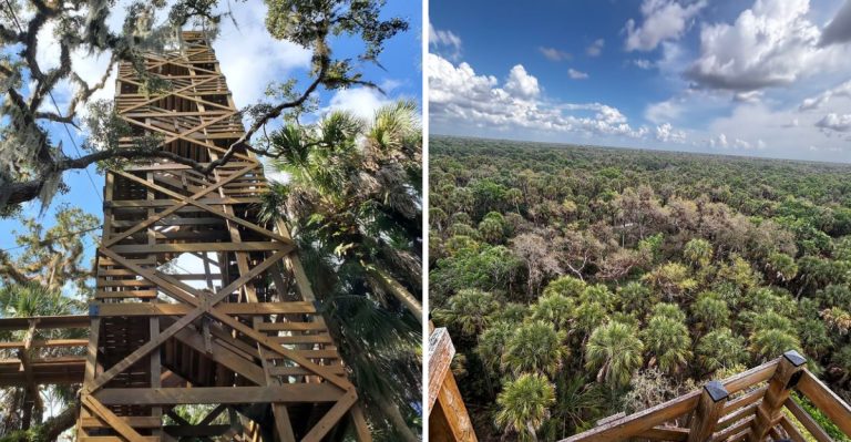 One Breathtaking Florida Nature Spot Takes You High Among The Treetops For A Once-In-A-Lifetime Experience