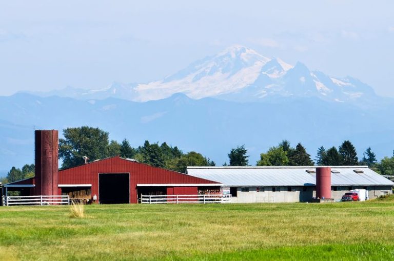 This Washington Cheese Farm Lets You Watch Curds Turn Into Wheels You Take Home
