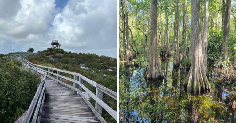 Florida’s Tick Map Highlights The Counties Around These 12 Wooded Destinations