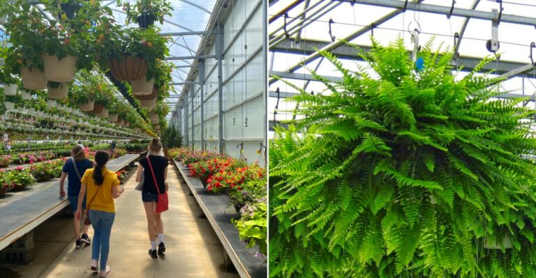 Countryside Greenhouse