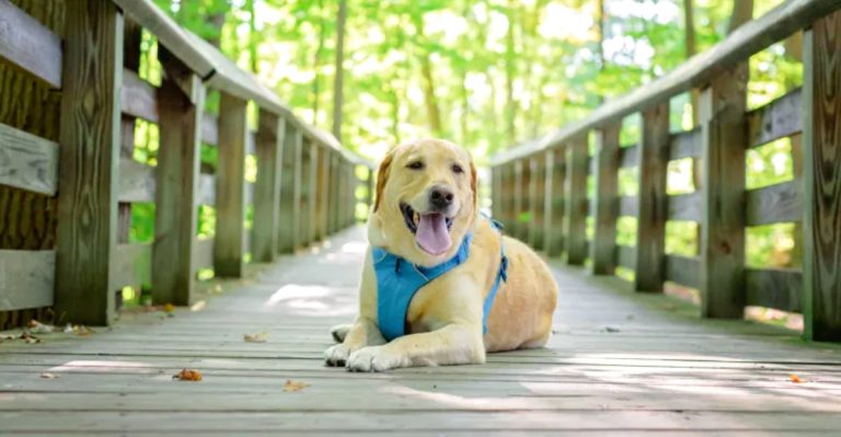 11 Dog-Friendly Trails In Ohio Perfect For A Late Summer Weekend Adventure