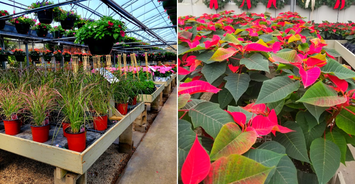 Crystal Springs Florist & Garden Center