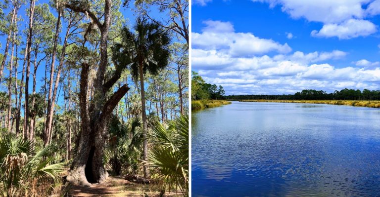 Most People Skip This Florida Dirt Road, But It Leads To A Stunning Secret State Park