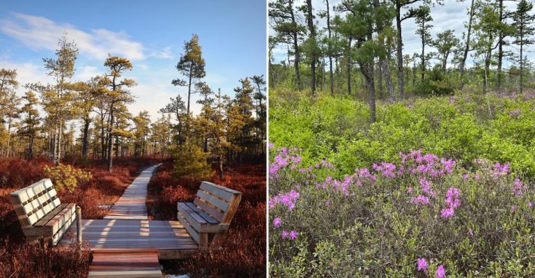 This Easy Maine Boardwalk Crosses One Of The Rarest Wetlands In The State