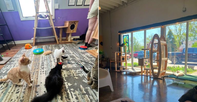 These 11 Michigan Cat Cafes Are Just Purrfect